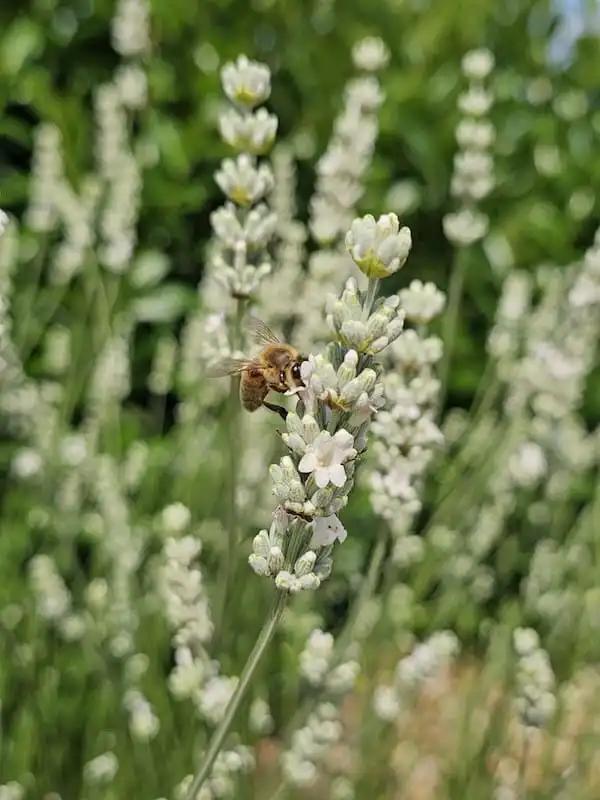 Lavandula x intermedia 'Exceptional' - Lavender from Grower Website Demo 2