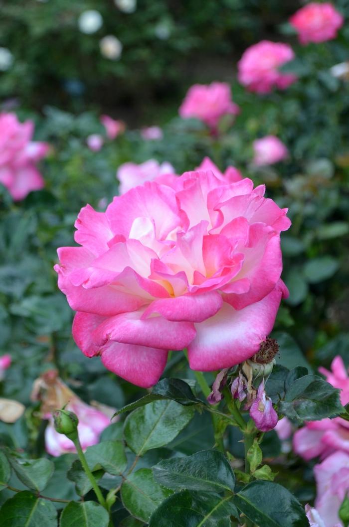 Rosa California Dreamin'™