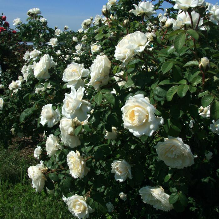 Rosa Cloud 10&trade;