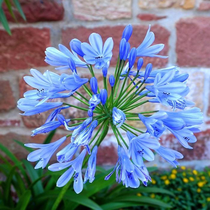 Agapanthus africanus 