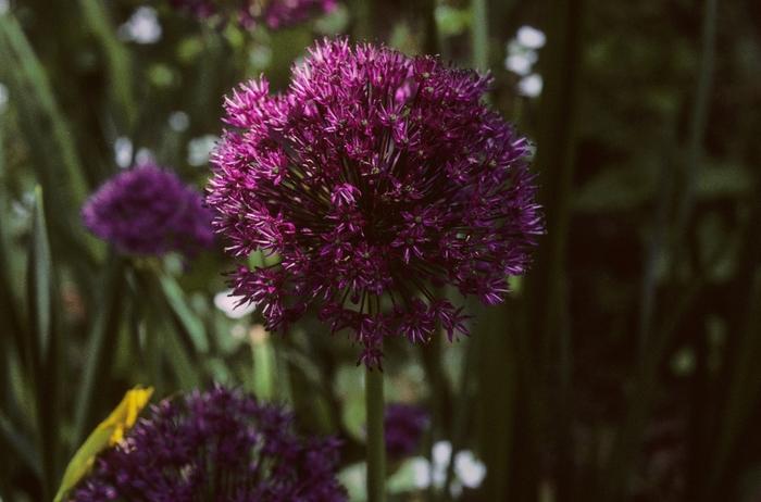 Allium aflatunense Purple Sensation