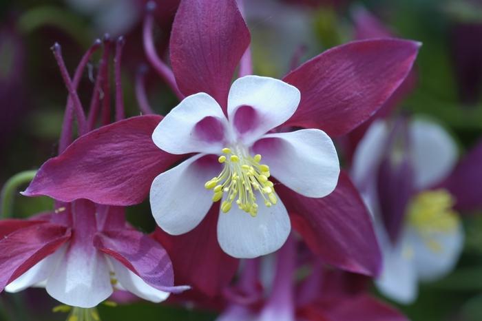Aquilegia Biedermeier Mix