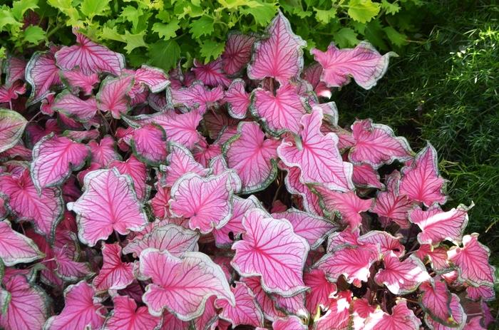 Caladium Florida Sweetheart