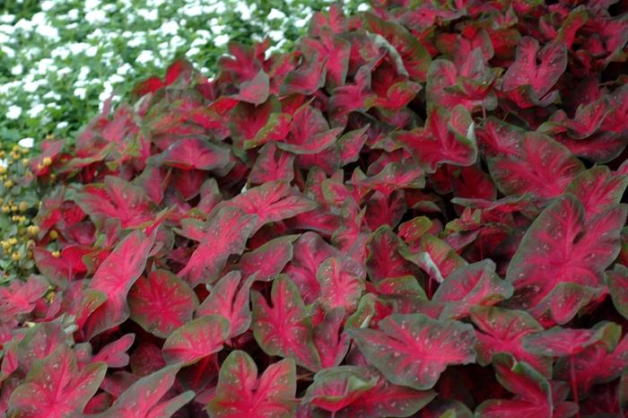 Caladium bicolor Red Flame
