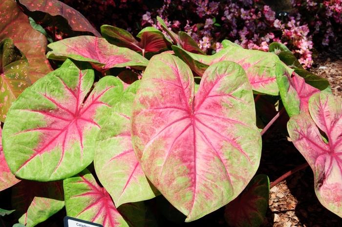 Caladium x hortulanum Lemon Blush