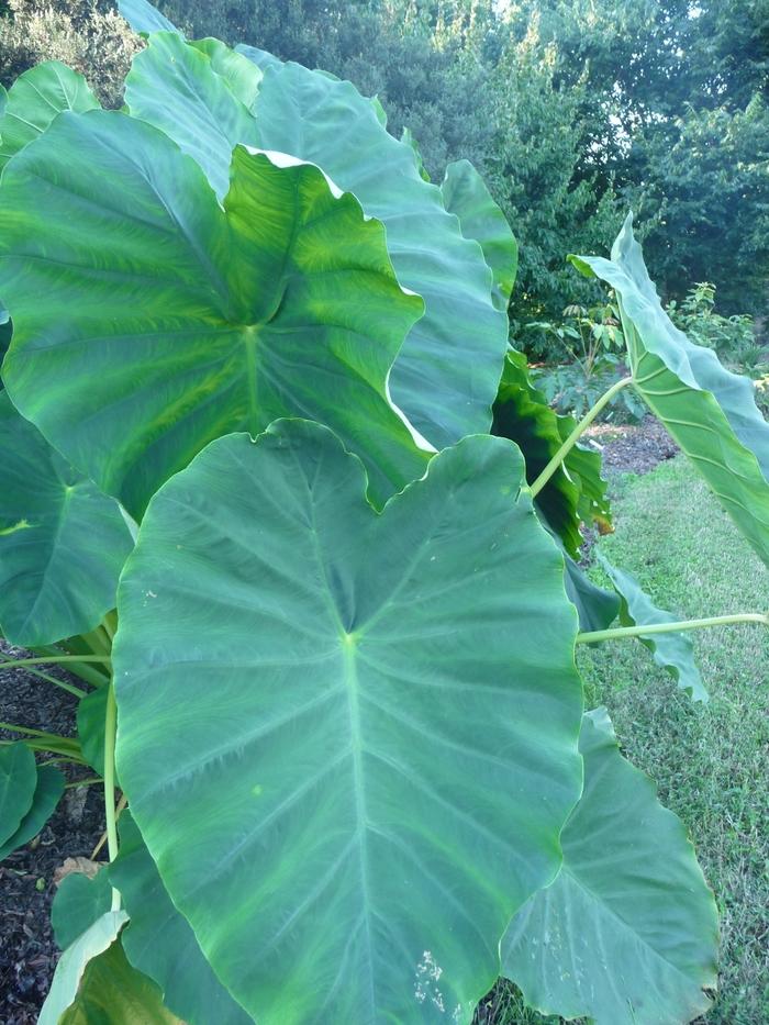 Colocasia esculenta Jack's Giant
