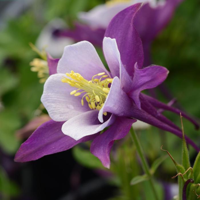 Aquilegia caerulea Earlybird™ Purple White