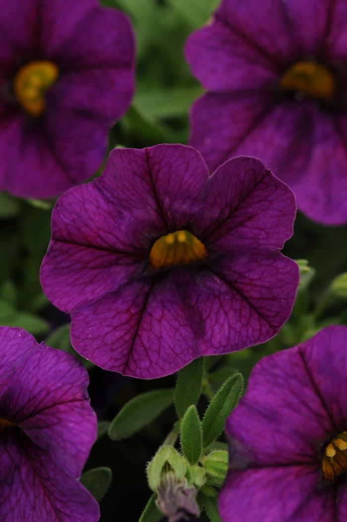 Calibrachoa Kabloom™ Deep Blue