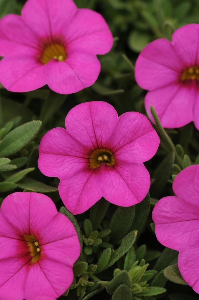 Calibrachoa Kabloom™ Deep Pink