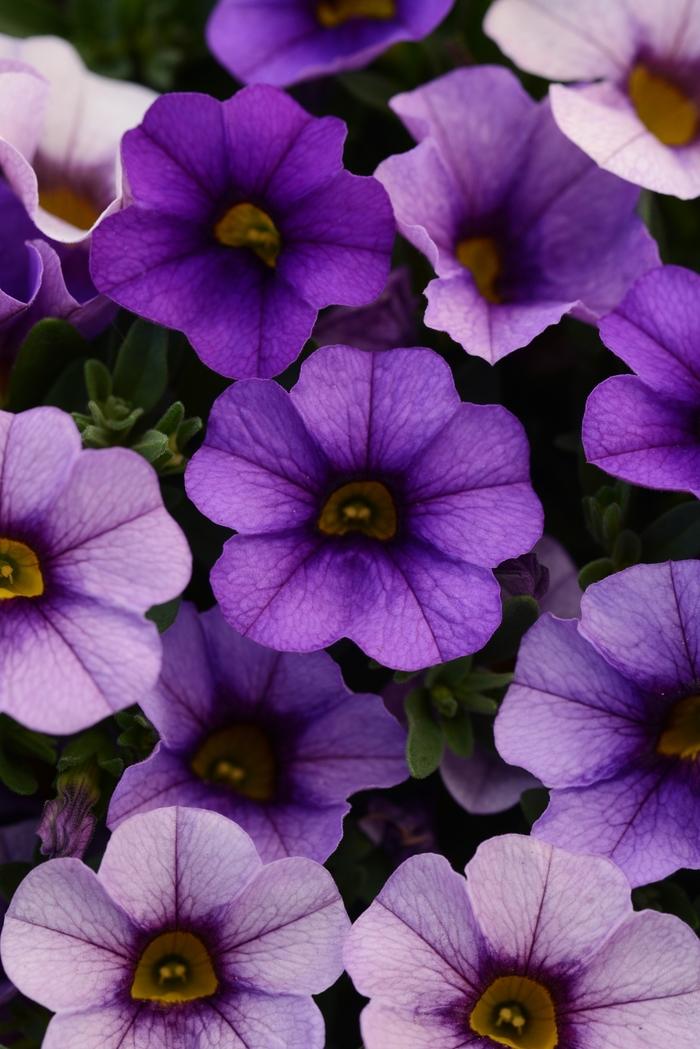 Calibrachoa Kabloom™ Denim