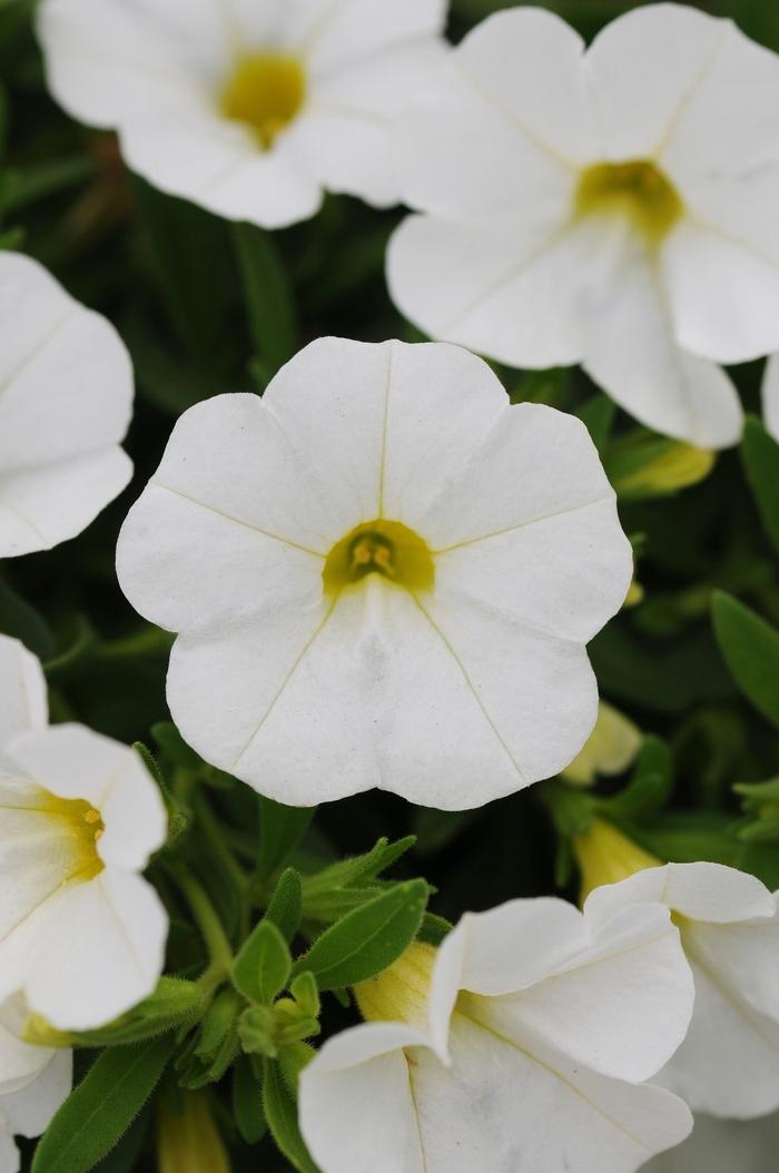 Calibrachoa Kabloom™ White