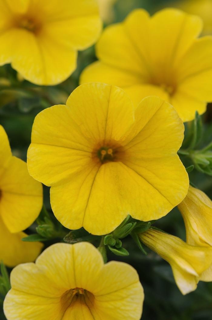Calibrachoa Kabloom™ Yellow
