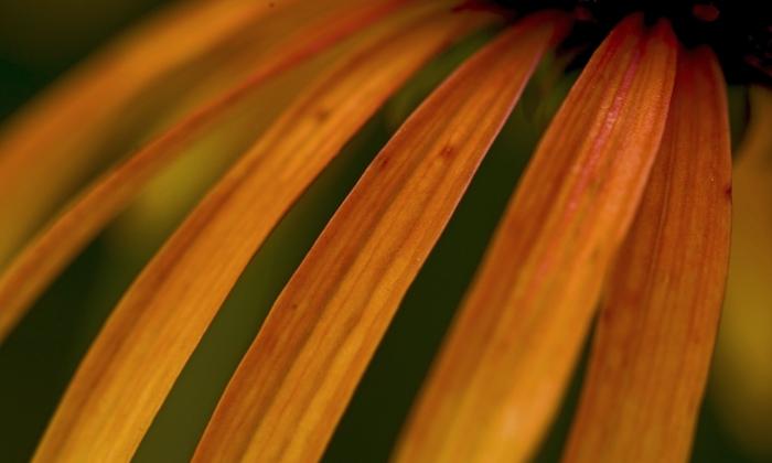 Echinacea Orange Meadowbrite&trade;