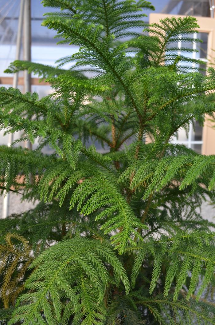Araucaria heterophylla 