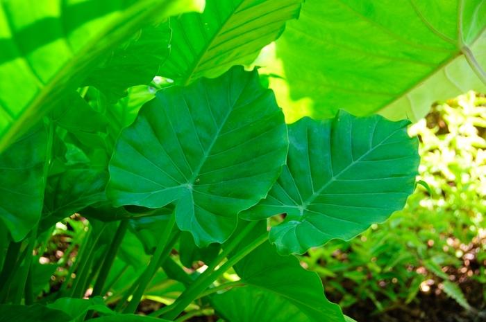 Alocasia odora California