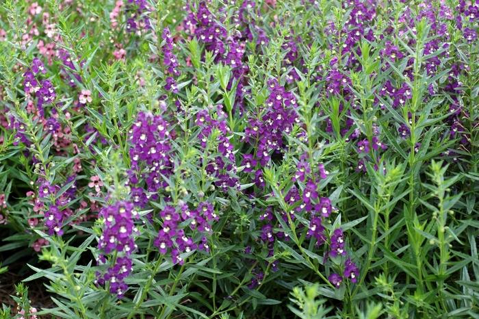 Angelonia angustifolia Archangel™ Purple