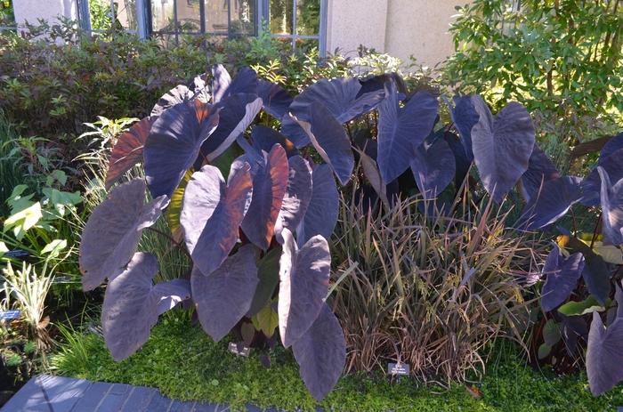 Colocasia esculenta Black Magic