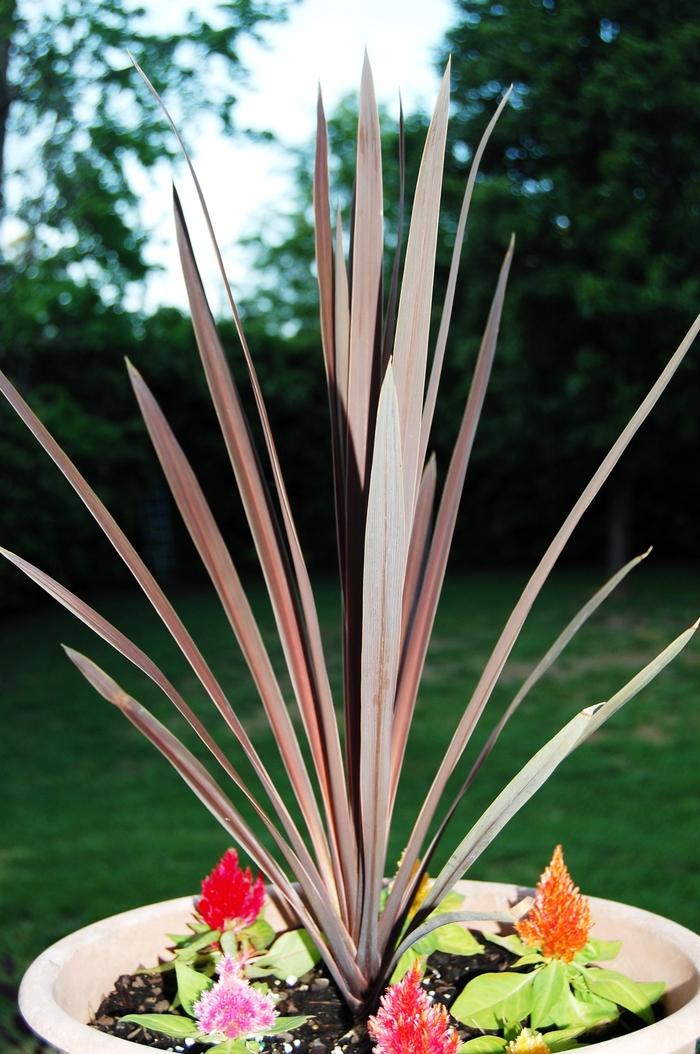 Cordyline australis Red Star