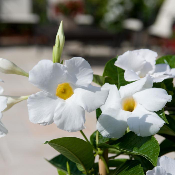 Mandevilla Sun Parasol&reg; Giant White