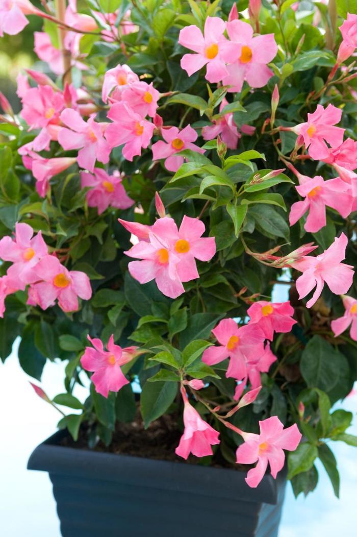 Mandevilla Sun Parasol&reg; Pretty Pink