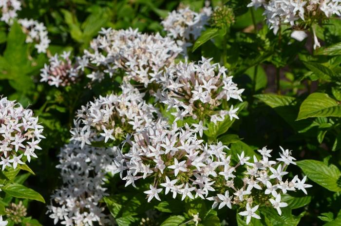 Pentas lanceolata Butterfly White