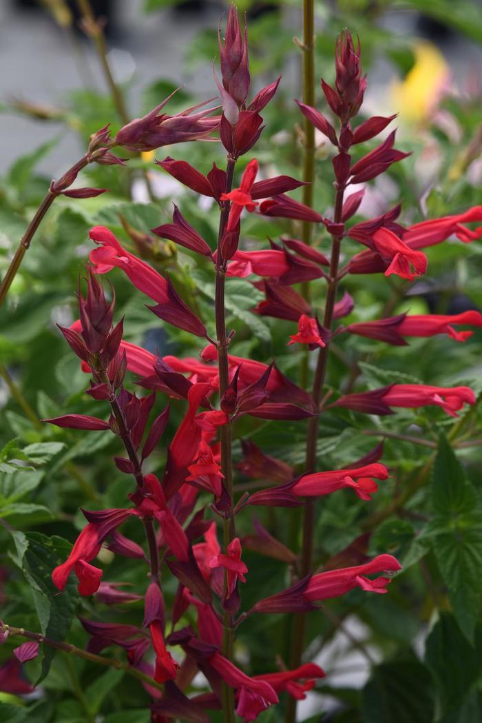 Salvia splendens Roman Red