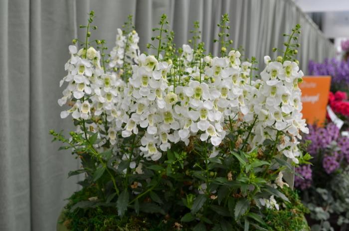 Angelonia angustifolia Archangel™ White