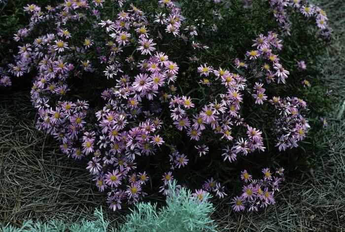 Aster novi-belgii Wood's Pink