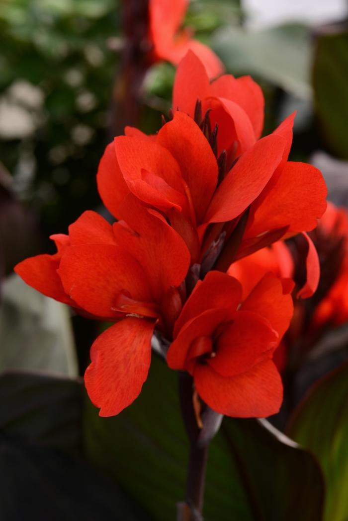Canna x generalis Cannova® Bronze Scarlet
