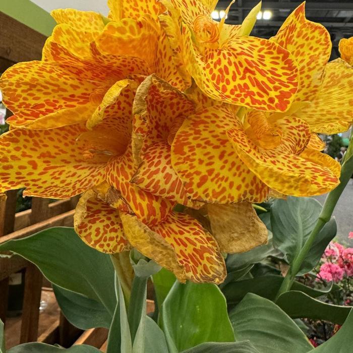 Canna x generalis Cannova® Gold Leopard