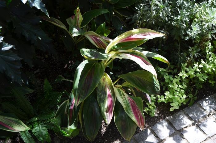 Cordyline fruticosa Exotica