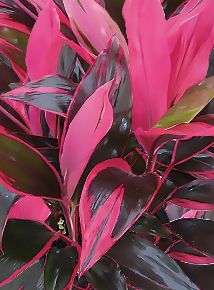 Cordyline fruticosa Red Sister