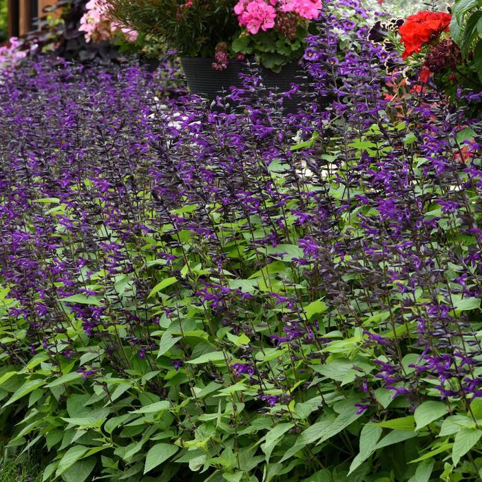 Salvia guaranitica Purple & Bloom