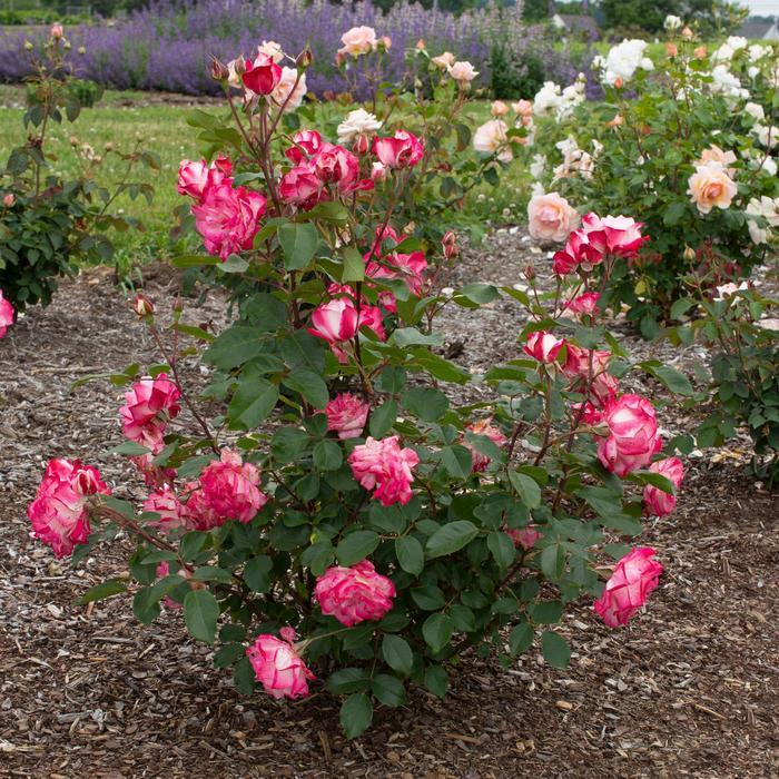 Rosa Candy Cane Cocktail&trade;