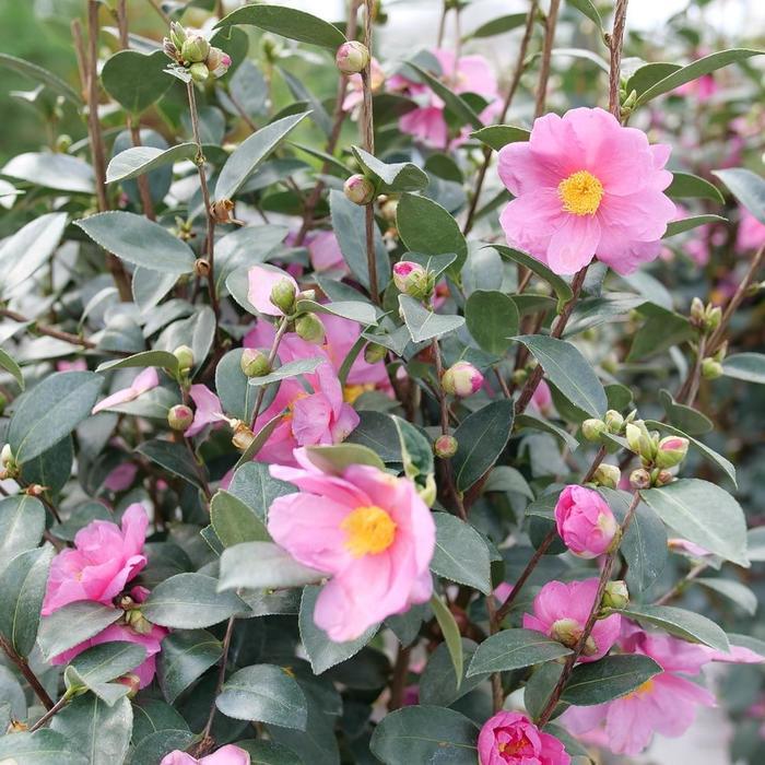 Camellia Just Chill&trade; Double Mauve