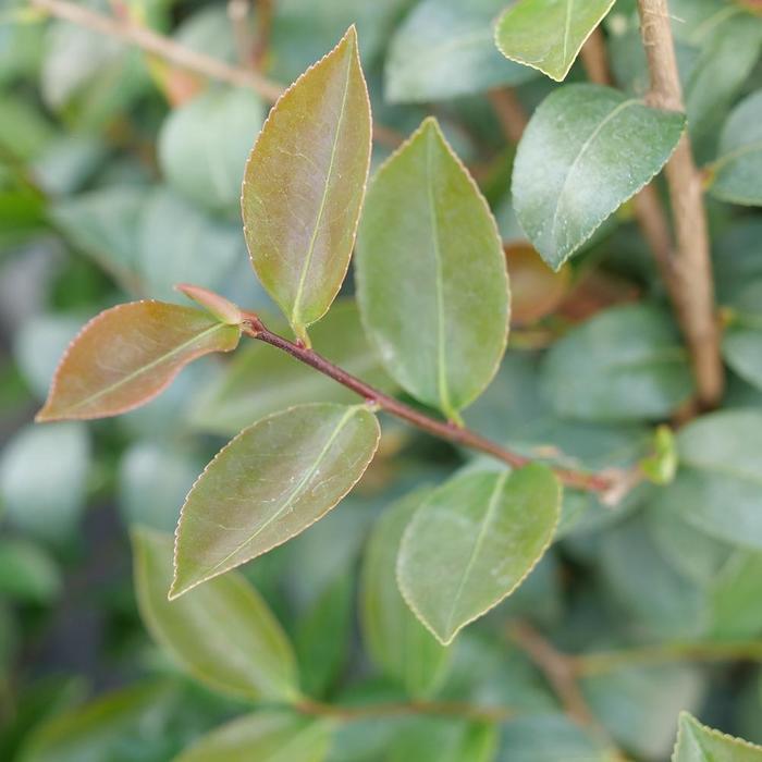 Camellia Just Chill&reg; Double White