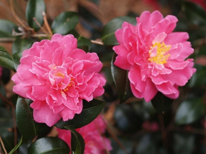 Camellia Autumn Spirit