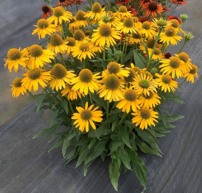 Echinacea Kismet&reg; Yellow