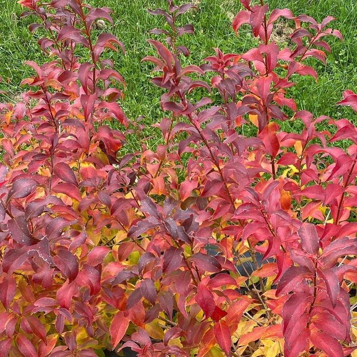 Abelia mosanensis Sweet Emotion Blaze™