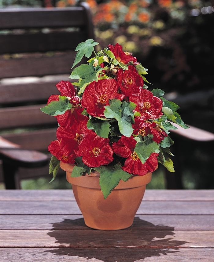 Abutilon Bella Red