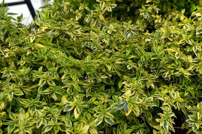 Abelia x grandiflora Miss Lemon™