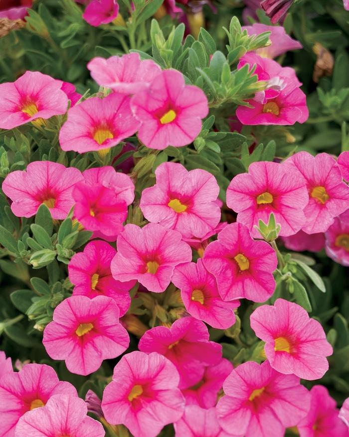 Calibrachoa Superbells® Pink