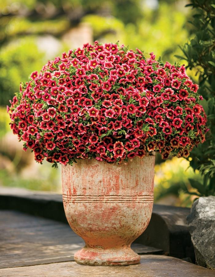 Calibrachoa Superbells® Coralberry Punch™