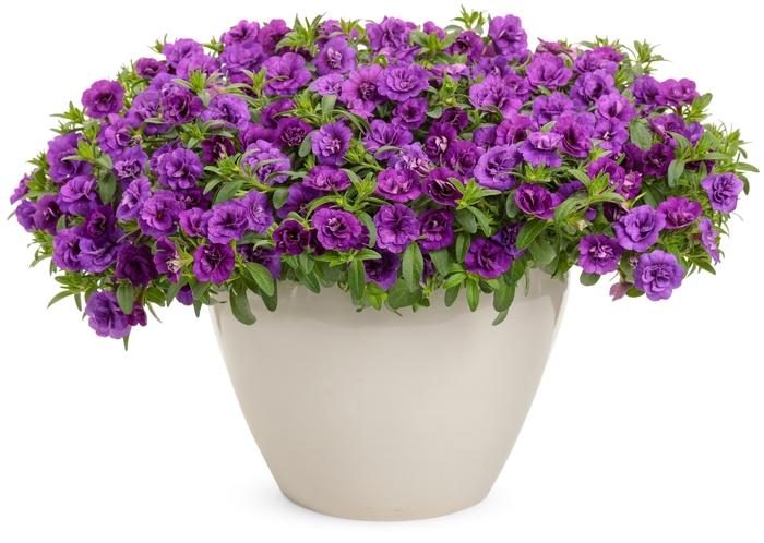 Calibrachoa Superbells® Double Blue