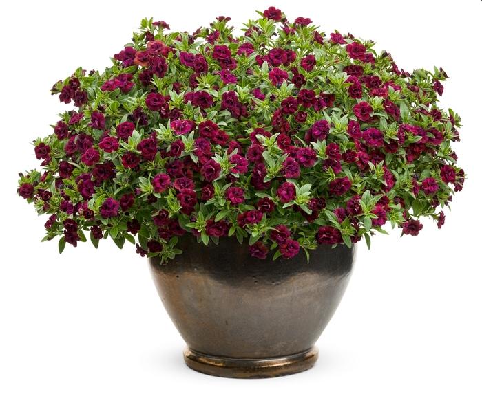 Calibrachoa Superbells® Double Plum