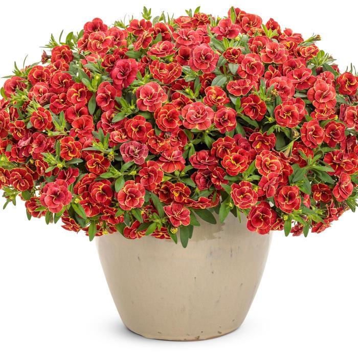 Calibrachoa Superbells&reg; Double Redstone&trade;