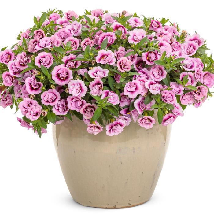 Calibrachoa Superbells&reg; Double Smitten Pink&trade;