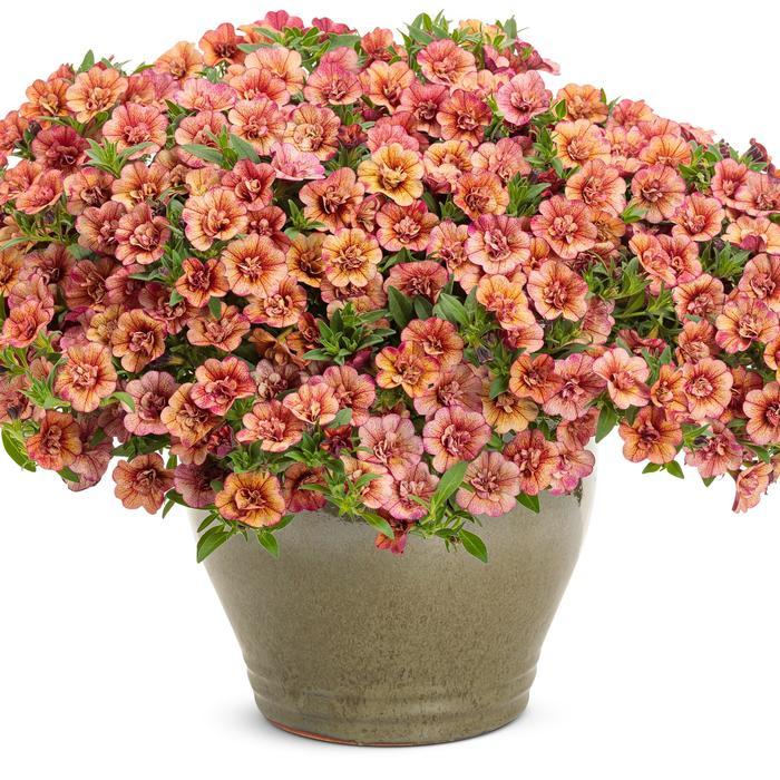 Calibrachoa Superbells&reg; Double Vintage Coral&trade;
