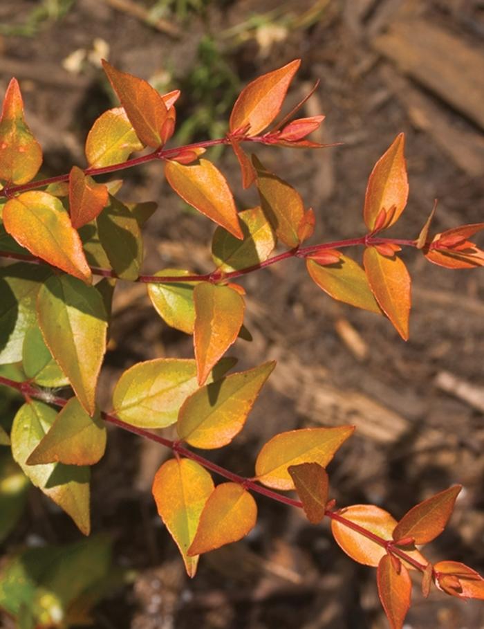 Abelia x grandiflora Bronze Anniversary®