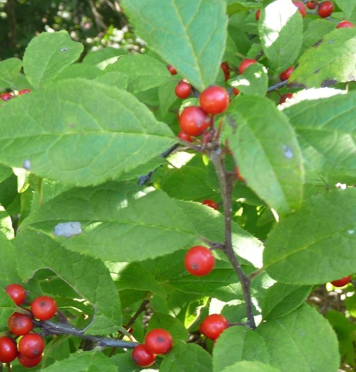 Ilex Carolina Cardinal